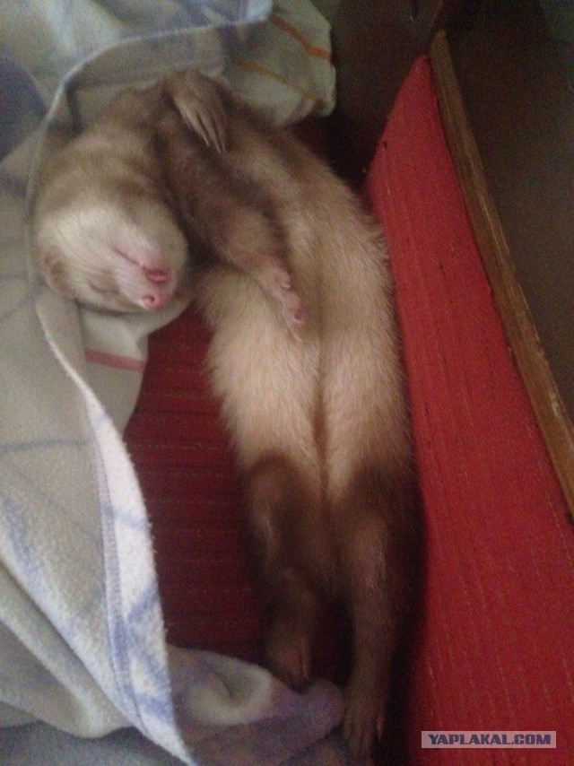 Как спят кошки....