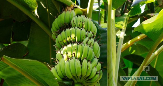 Как растет еда в естественной среде