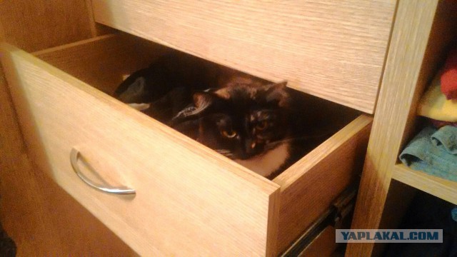Котовторник 22.03.2016
