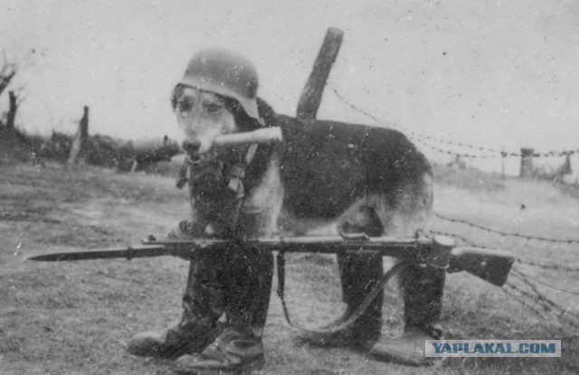 Московская пиццерия доставляет заказы на собаках!