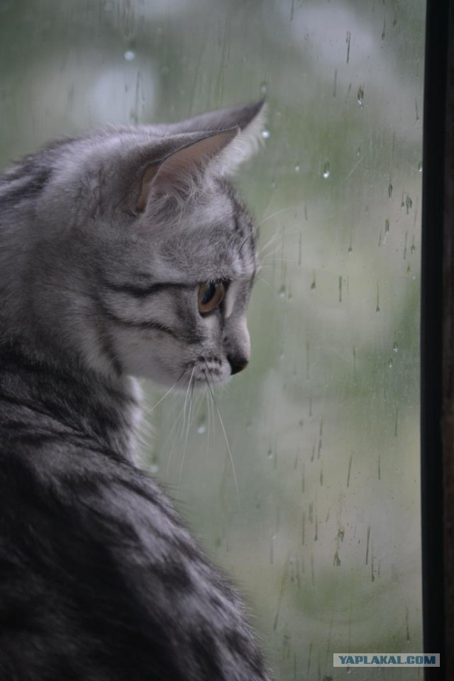 Котовторник - начало