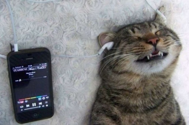 Демы к котовторнику!