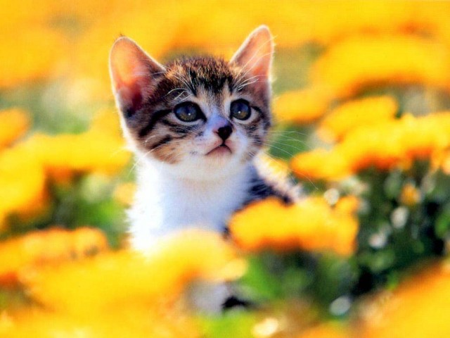 КошкоЛето!