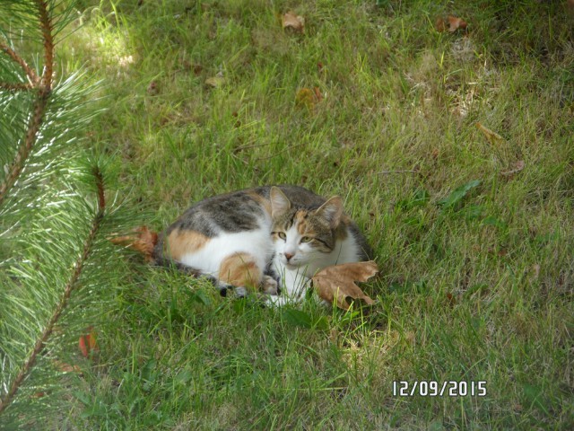 Котовторник 26.07 2016