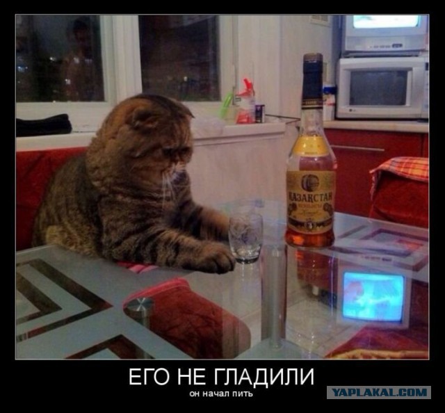 Кот наркоман - горе в семье.