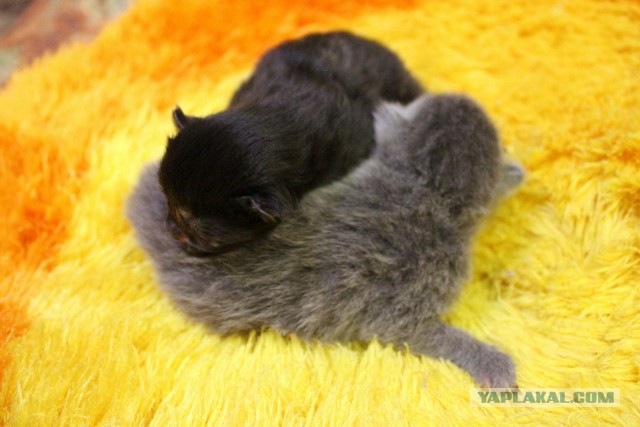 Котовторник 14.03.2017