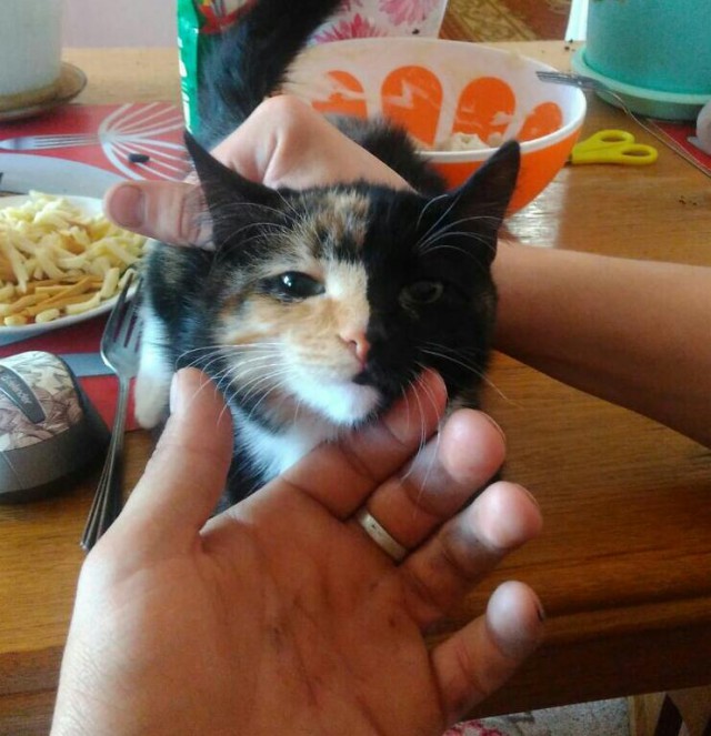 Коты и Кошки