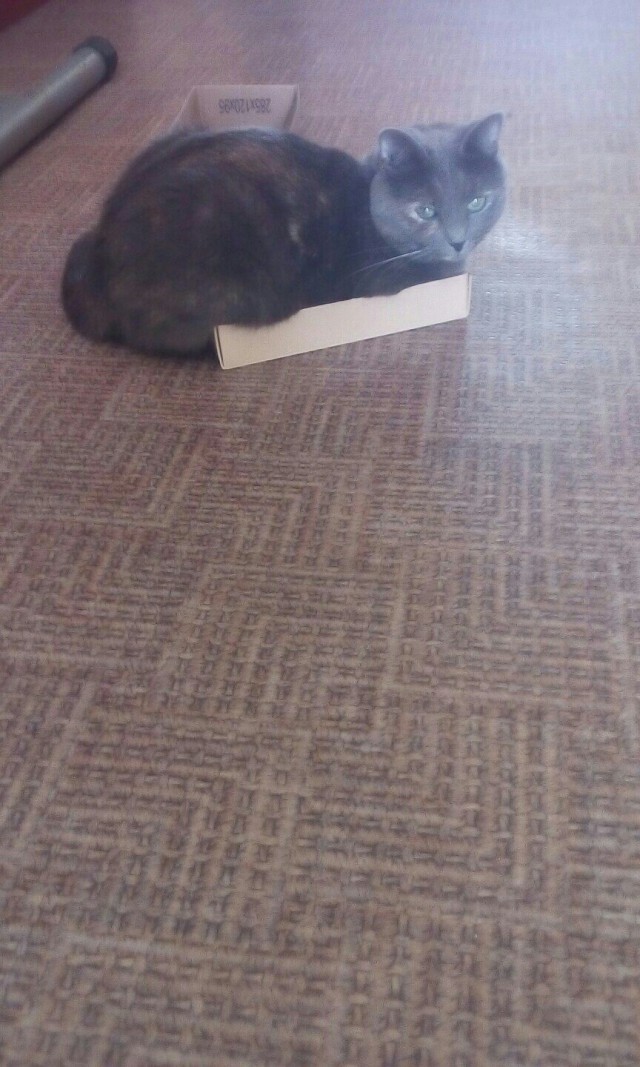 Коты и Кошки