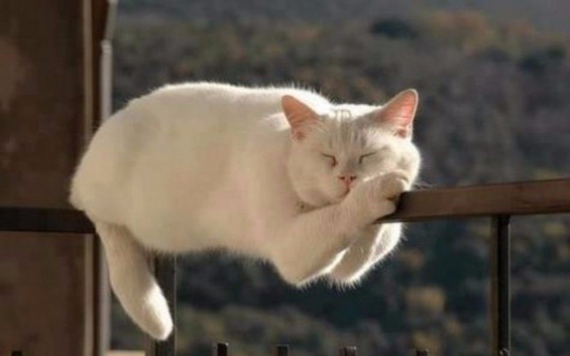 Коты и Кошки