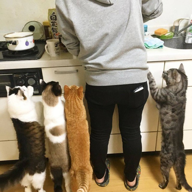 Коты и Кошки