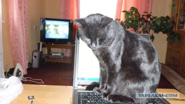 “Не бойся, я всё знаю!” Приютский кот принял бездомного котенка, как родного