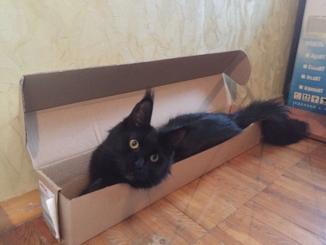 Котовторник!