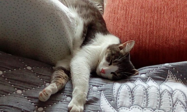 Тридцать причин обменять жену на котейку.