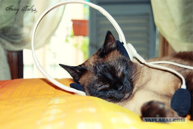 Котовторник на ЯПлакалъ (15.07.2008)