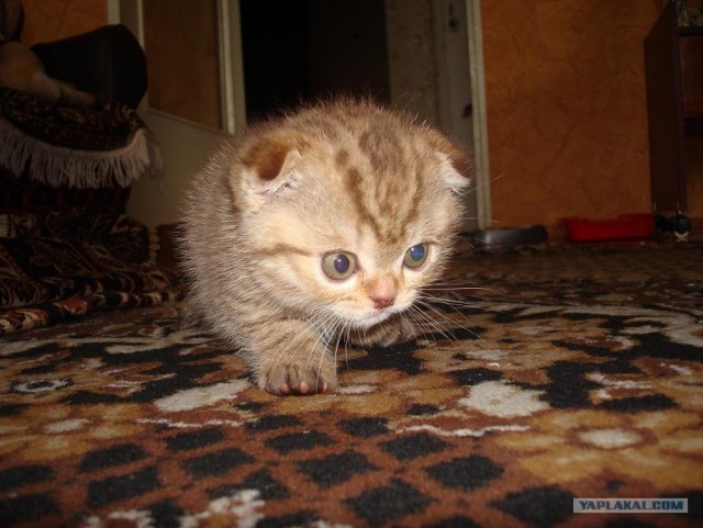 УРРААА ! Котовторник на ЯПлакалъ !