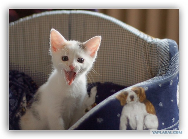 Забыли котовторник? А вот он!