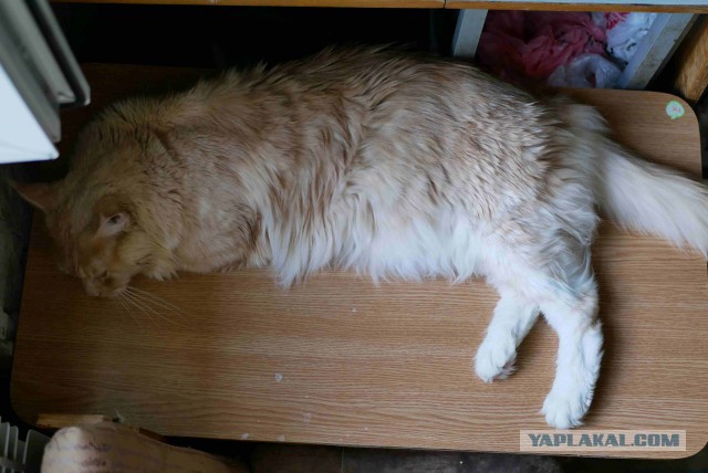 Котовторник 07.08.2018