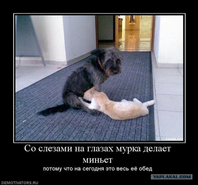 Котовторник на 22 июня