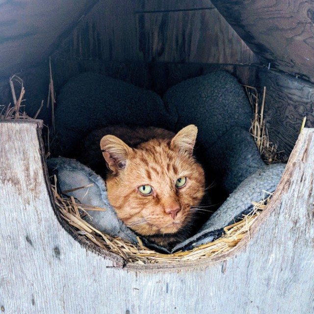 Кошачье любопытство