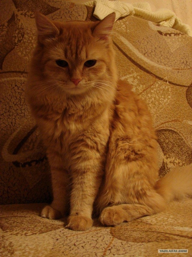 Котовторник стартует