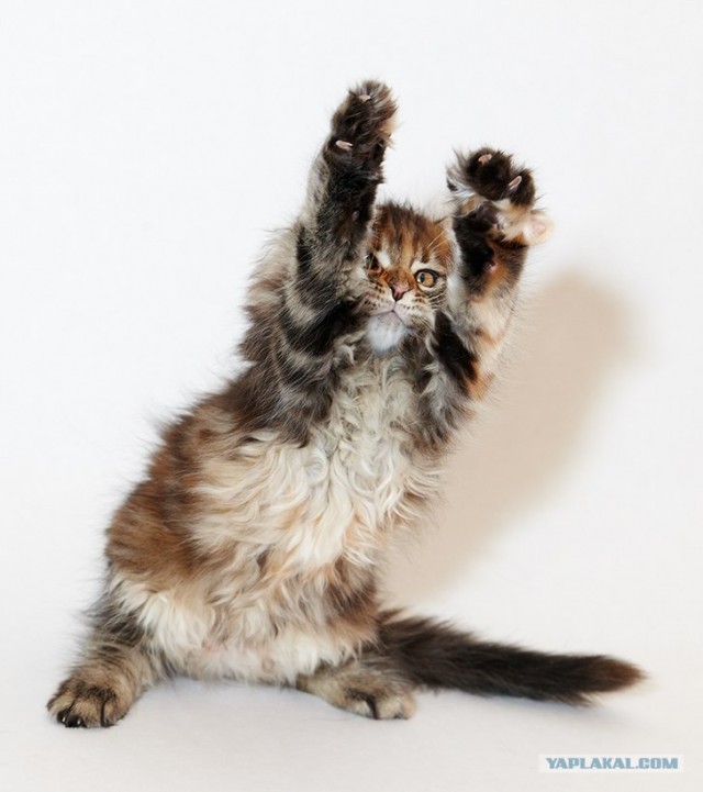 Начинаем котовторник!
