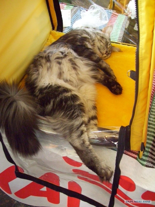 Сонный Котовторник