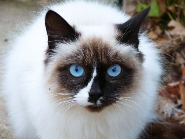Котовторник (начало в супермаркете!)