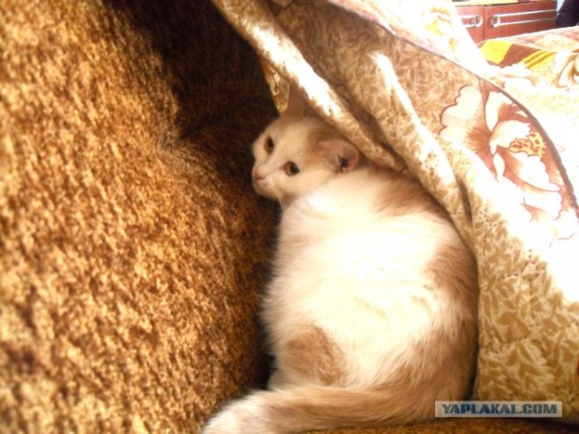 Котовторник (31.01.2012)