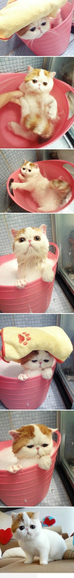 Котовторник (07.02.2012)