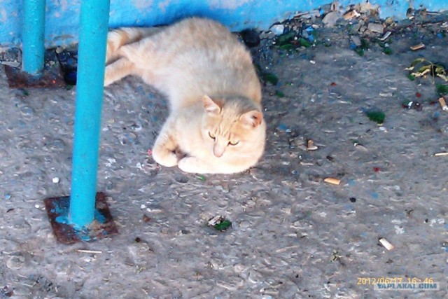 Котовторник  14.08.2012.