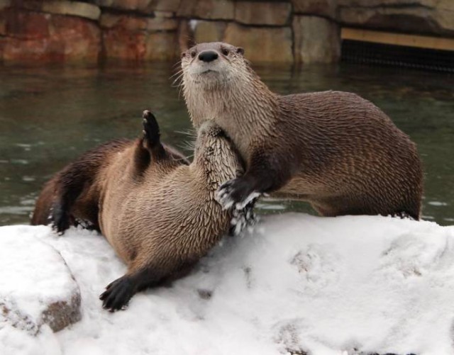 Канзасские выдры любят секс на снегу!