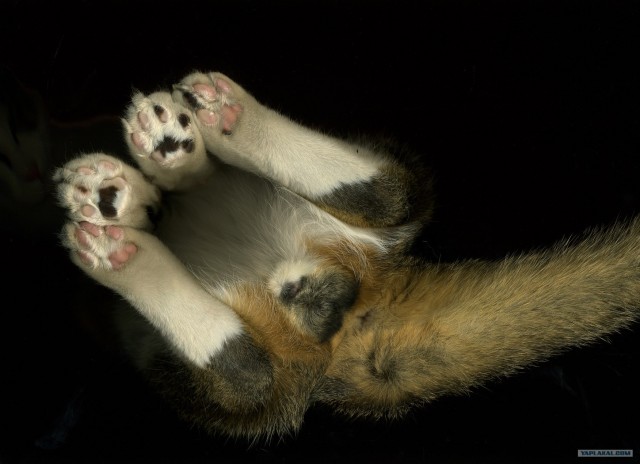 Самые смешные снимки животных за 2012 год