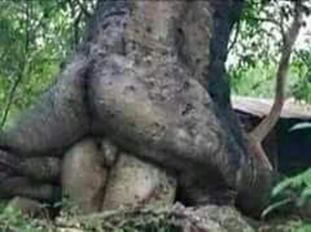 Деревянный PornHub