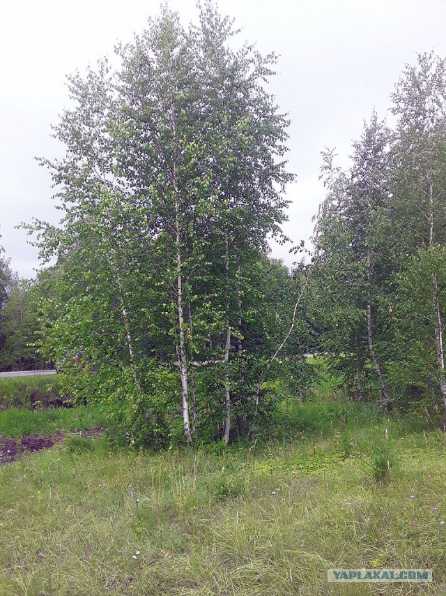 Грибные выходные