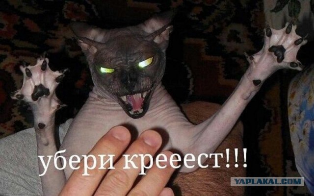 Субботний деградант 16.02.20