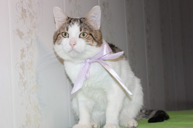 Забавные картинки с котами из сети