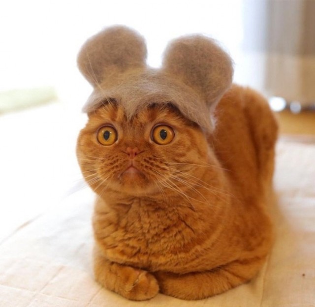 Эти забавные животные