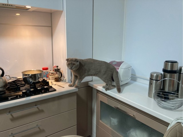 На утро котовтоника!
