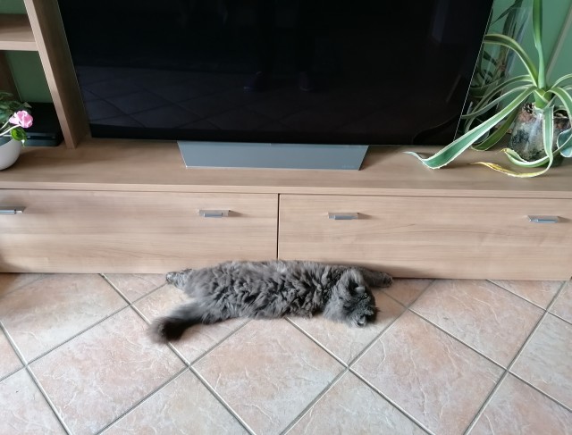 Его величество котейшество