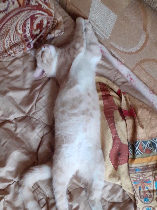 Коты их видят...
