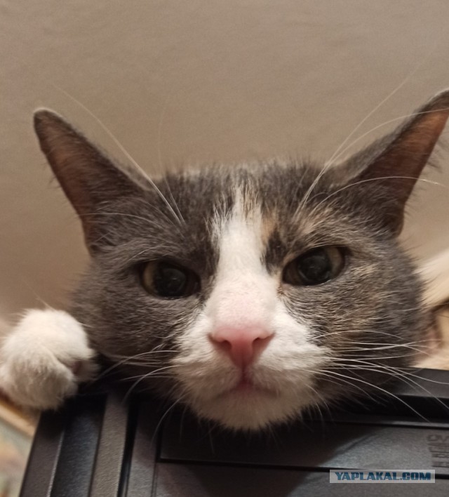 Котовторник!