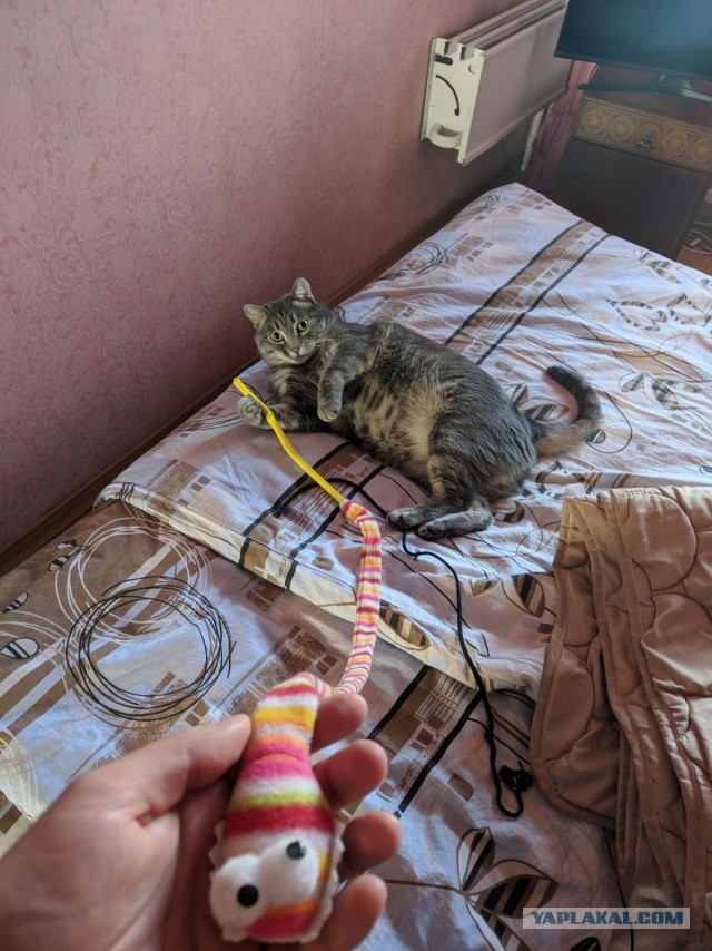Вторник. Кото-вторник...