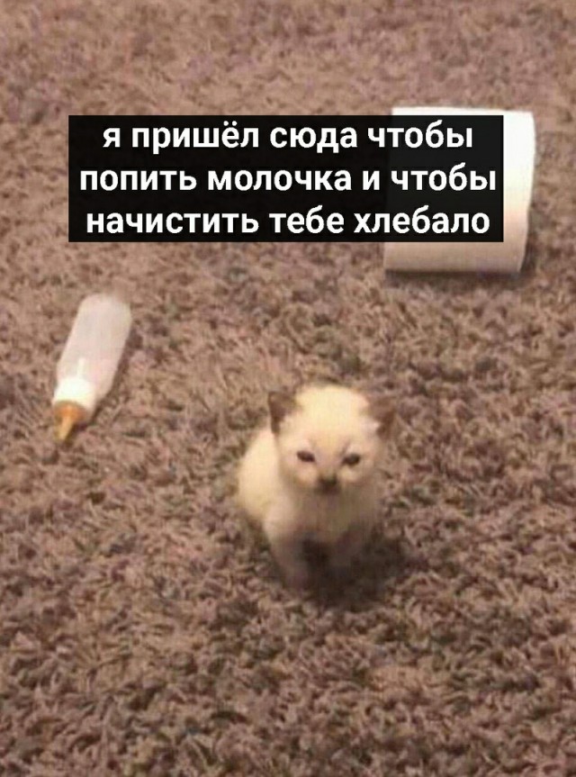 Личинка котэ