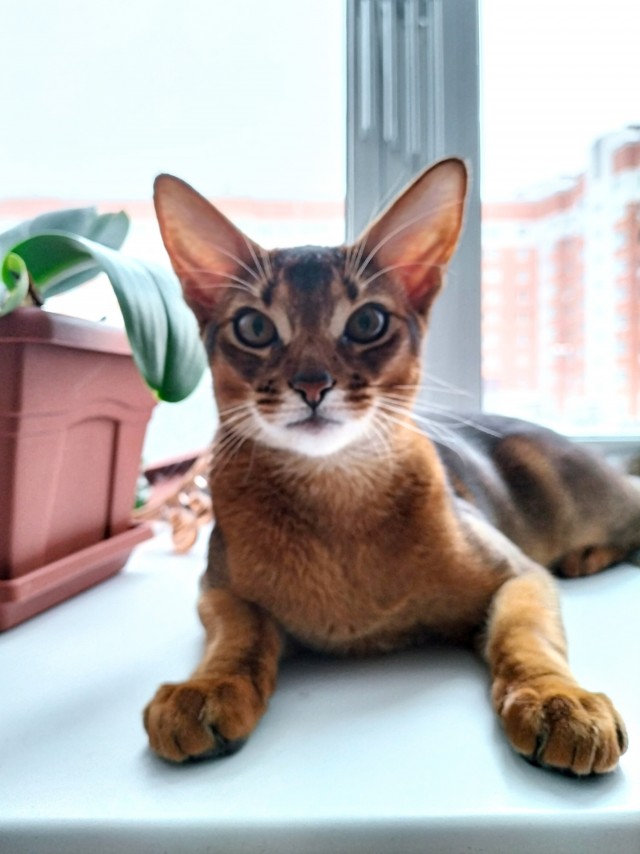 Господа и дамы ЯПа! Котовторник у нас начался! Отойдите от политоты и давайте котиков побольше!
