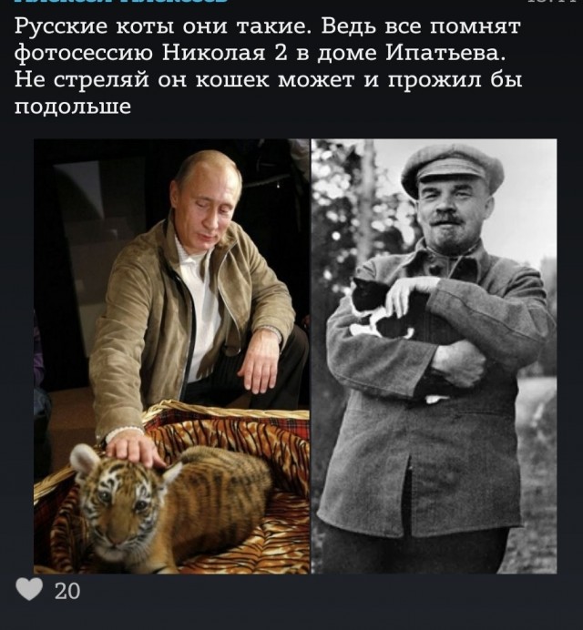 Российским кошкам запретили участвовать в международных соревнованиях