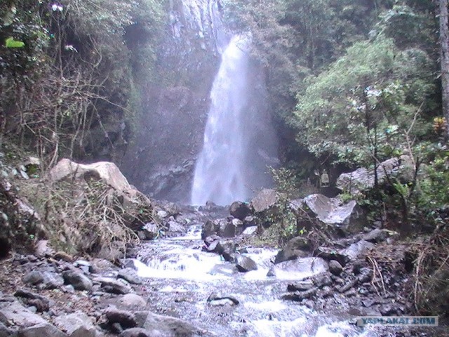 Они живут только 40 лет