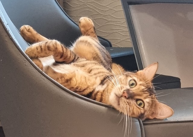 Котовторник 18.10.22