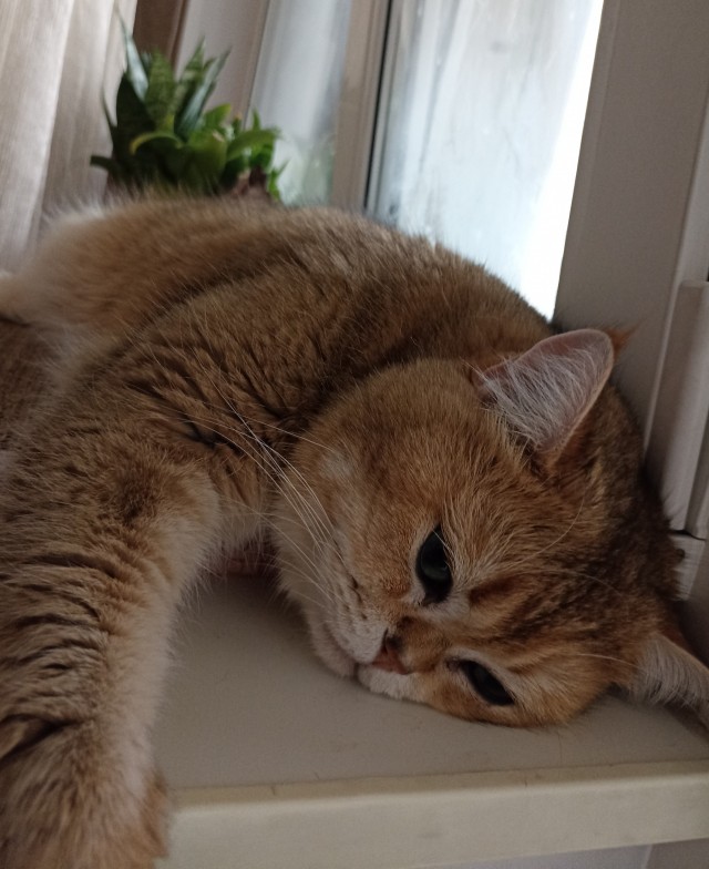 Котовторник 1.11.22