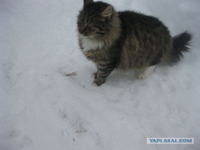 Жизнь домашнего приюта для котеек 425