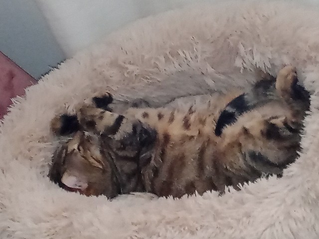 Мой Песдюк